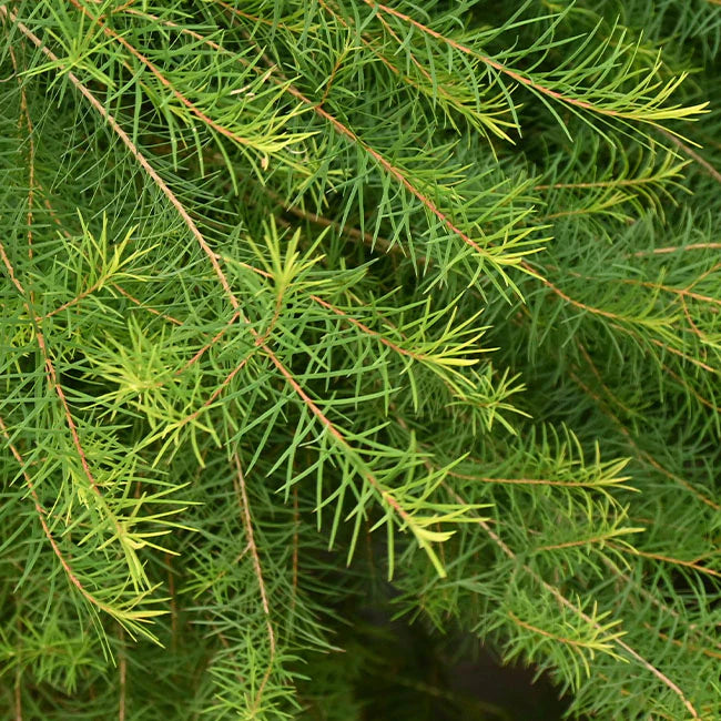 Tea Tree Essential Oil: The Science of Skin Clarity, Microbial Defense & Daily Purification