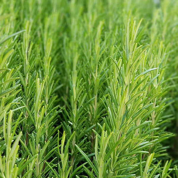 Rosemary Essential Oil: The Neuroscience of Focus, Memory & Scalp Health