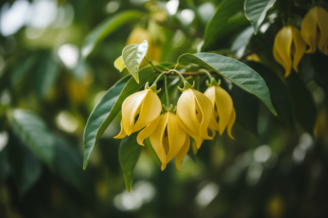 Ylang Ylang Essential Oil: The Science of Relaxation, Nervous System Balance & Emotional Calm
