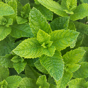 100% Pure Peppermint (Mentha piperita) essential oil