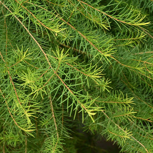 100% Pure Tea Tree (Melaleuca alternifolia) essential oil