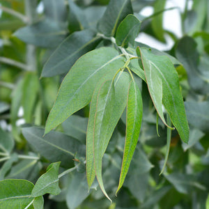 100% Pure Eucalyptus (Eucalyptus globulus) essential oil