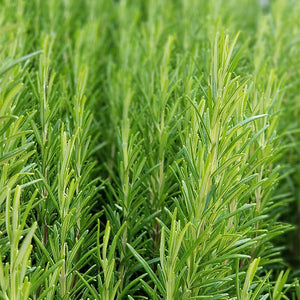 100% Pure Rosemary (Rosmarinus officinalis) essential oil