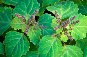Patchouli Essential Oil