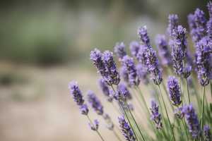100% Pure Lavender (Lavandula angustifolia) essential oil