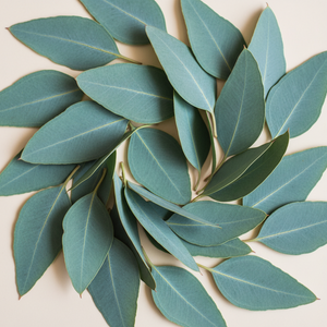 Eucalyptus