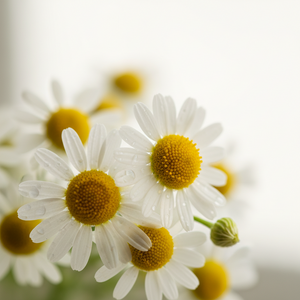 German Chamomile - Emotional comfort oil